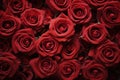A close-up image showcasing a multitude of stunning red roses, tightly grouped together., Natural fresh red roses flowers pattern