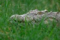 Close-up image showing the head of an adult nile crocodile basking Royalty Free Stock Photo