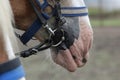 Close-up on Muzzle of a Draft Horse Royalty Free Stock Photo