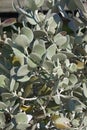 Close-up image of Silver teaspoons plant