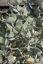Close-up image of Silver teaspoons plant Royalty Free Stock Photo