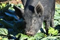 Young Black Colored Piglet Eating