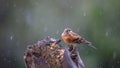 Close up image of a Brambling (Fringilla montifringilla) feeding on a makeshift, home made bird feeder. Royalty Free Stock Photo