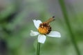 Close-up image of a single Bumble bee collecting pollen from a garden white daisy flower Royalty Free Stock Photo