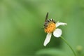 Close-up image of a single Bumble Bee collecting pollen from a garden white daisy flower Royalty Free Stock Photo