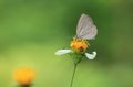 Close-up image of a single Bumble butterfly collecting pollen from a garden white daisy flower Royalty Free Stock Photo