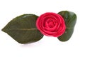 Single Camellia isolated on a white background Royalty Free Stock Photo