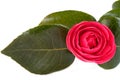 Single Camellia isolated on a white background Royalty Free Stock Photo