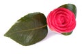 Single Camellia isolated on a white background Royalty Free Stock Photo