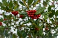 Close-up image of a single tree branch adorned with bright red holly berries