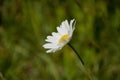 Single Oxeye Daisy Close Up