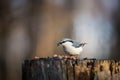 Sitta europaea or The nuthatches constitute a genus, sitting on the stump and pecking seeds in winter on a sunny day