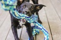 Close up image of sleek black kelpie x labrador breed dog chewing on blue rope toy outdoors