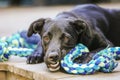 Close up image of sleek black kelpie x labrador breed dog chewing on blue rope toy outdoors