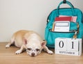 sleepy brown chihuahua dog wearing eye glasses, lying down with school backpack and wooden calendar September 01 on wooden floor Royalty Free Stock Photo