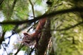 Close-up image of a small brown squirrel perched on a slender tree branch Royalty Free Stock Photo