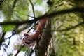 Close-up image of a small brown squirrel perched on a slender tree branch