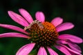 Caterpillar on a Flower, Close Up, Pink Flower