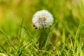 Close-up image of small dandelion flower with beautiful white crown with fresh grass around Royalty Free Stock Photo