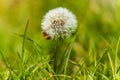 Close-up image of small dandelion flower with beautiful white crown with fresh grass around Royalty Free Stock Photo