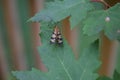 a small pattern-winged insect on a maple leaf Royalty Free Stock Photo