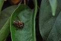 Close-up image of a small honey bee perched on a lush green leaf Royalty Free Stock Photo