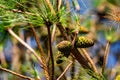 Close-up image of a small pine tree with its green cones visible Royalty Free Stock Photo