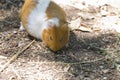 Close-up image of a small rodent called a guinea pig