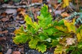 A small branch of oak leaves fallen to the forest floor in Cornwall Royalty Free Stock Photo