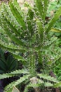 Close-up image of Small-toothed euphorbia plant