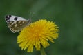 Close-up image of a small white to black dot butterfly sitting on a yellow dandelion flower. Blurry Green Background Royalty Free Stock Photo