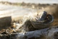 Smoldering White Sage Smudge Stick Close Up Royalty Free Stock Photo