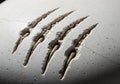 A close-up image of a smooth, light-colored surface marked by five deep, claw-like gouges. The Royalty Free Stock Photo