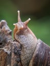 close up image of the snail. mollusca, mollusk