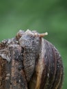 close up image of the snail. mollusca, mollusk