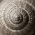 Close-up image of a snail shell Royalty Free Stock Photo