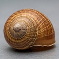 Close-up image of a snail shell with a smooth, spiral structure. The shell is brown with lighter, Royalty Free Stock Photo