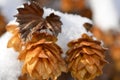 Snow Covered Hops Vines Royalty Free Stock Photo