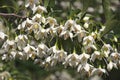 Close-up image of Snowcone japanese snowbell flowers Royalty Free Stock Photo