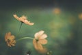 Close up image of soft focus cosmos flower on vintage sepia tone Royalty Free Stock Photo