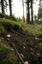 Soil under forest grass Royalty Free Stock Photo