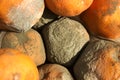 Closeup of a group of oranges with green mold penicillium digitatum Royalty Free Stock Photo