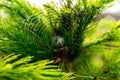 Close up image of spider building web on the pine tree