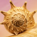 A close-up image of a spiny seashell, possibly from the Murex genus, characterized b Royalty Free Stock Photo