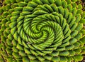 Close-up image of spiral aloe cacti Royalty Free Stock Photo