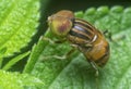 Close up with the spot eyed hoverfly Royalty Free Stock Photo