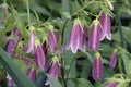 Close-up image of Spotted bellflower Royalty Free Stock Photo