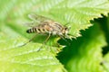 A close up image of a Stilleto fly, Thereva species on a Hazel leaf