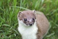 A close up image of a stoat
