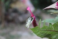 Close-up image of a stripped Pioneer White or Indian Caper White butterfly resting on pink flower